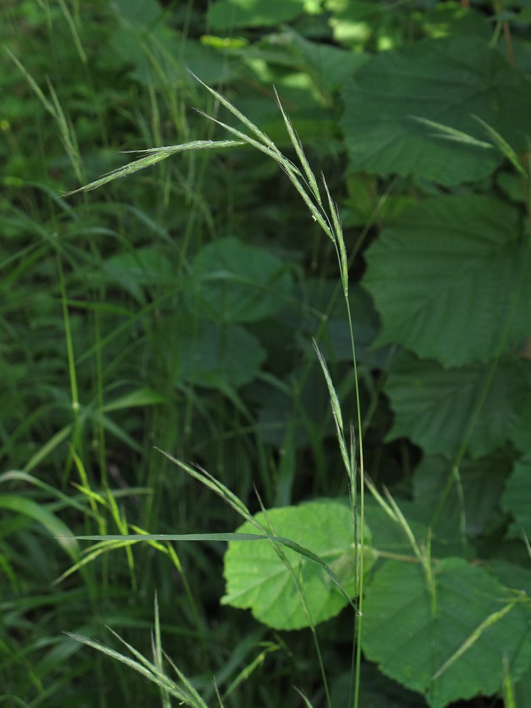 Brachypodium sylvaticum